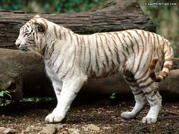 Biely tiger