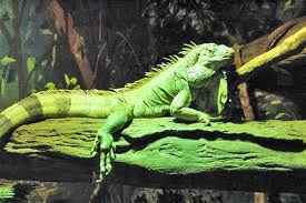 Chameleón