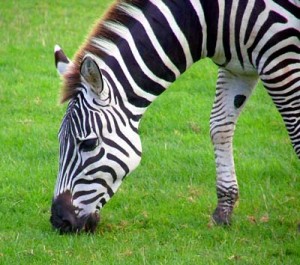 Zebra